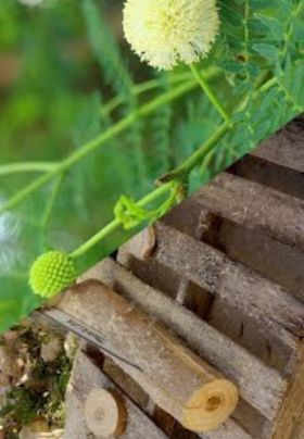 Agro Forestry