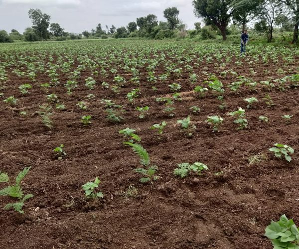 Tree Plantation