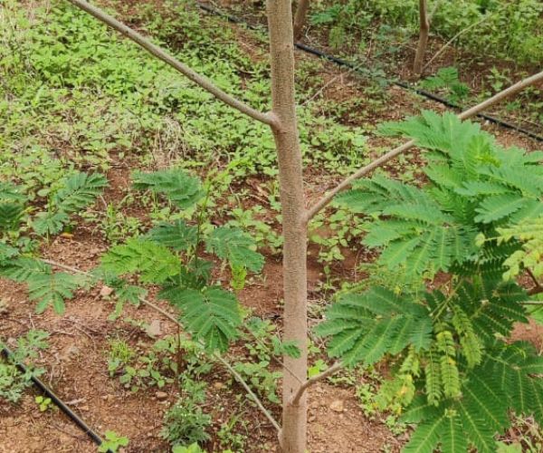 Agro Forestry